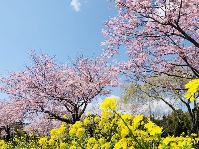 春の桜と菜の花